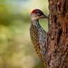 Datel zlatoocasy - Campethera abingoni - Golden-tailed Woodpecker o6068-1